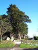 Yew at St Andrew's